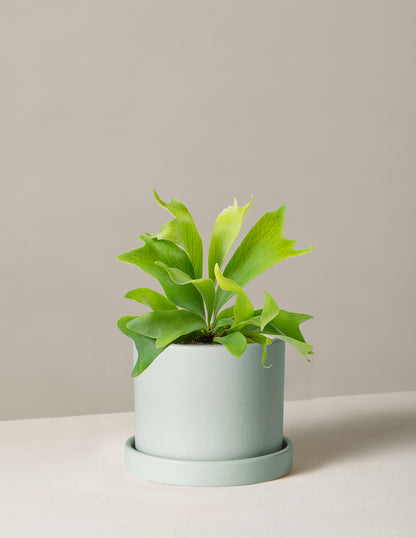 Staghorn Fern