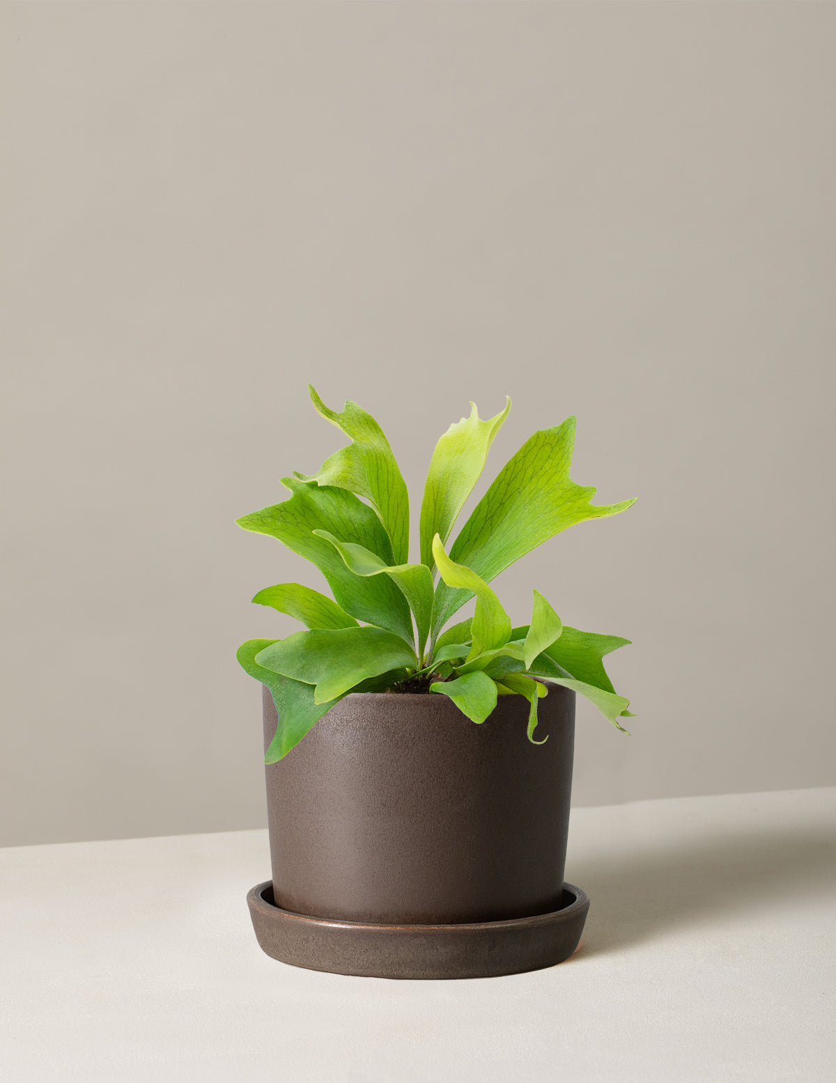 Staghorn Fern