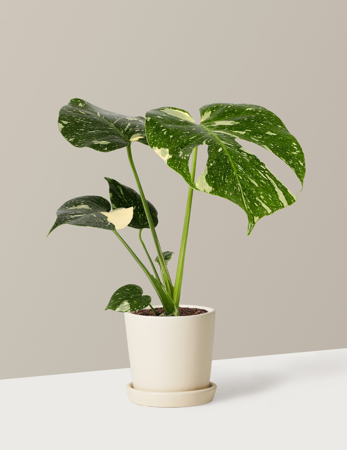 Monstera Thai Constellation
