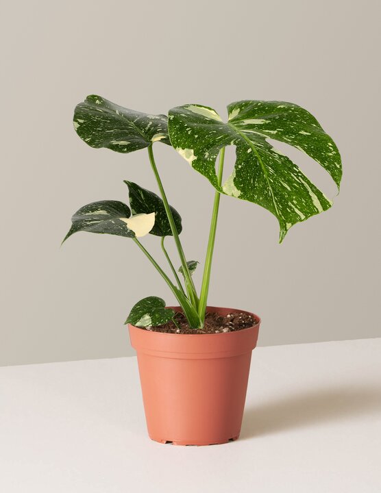 Monstera Thai Constellation