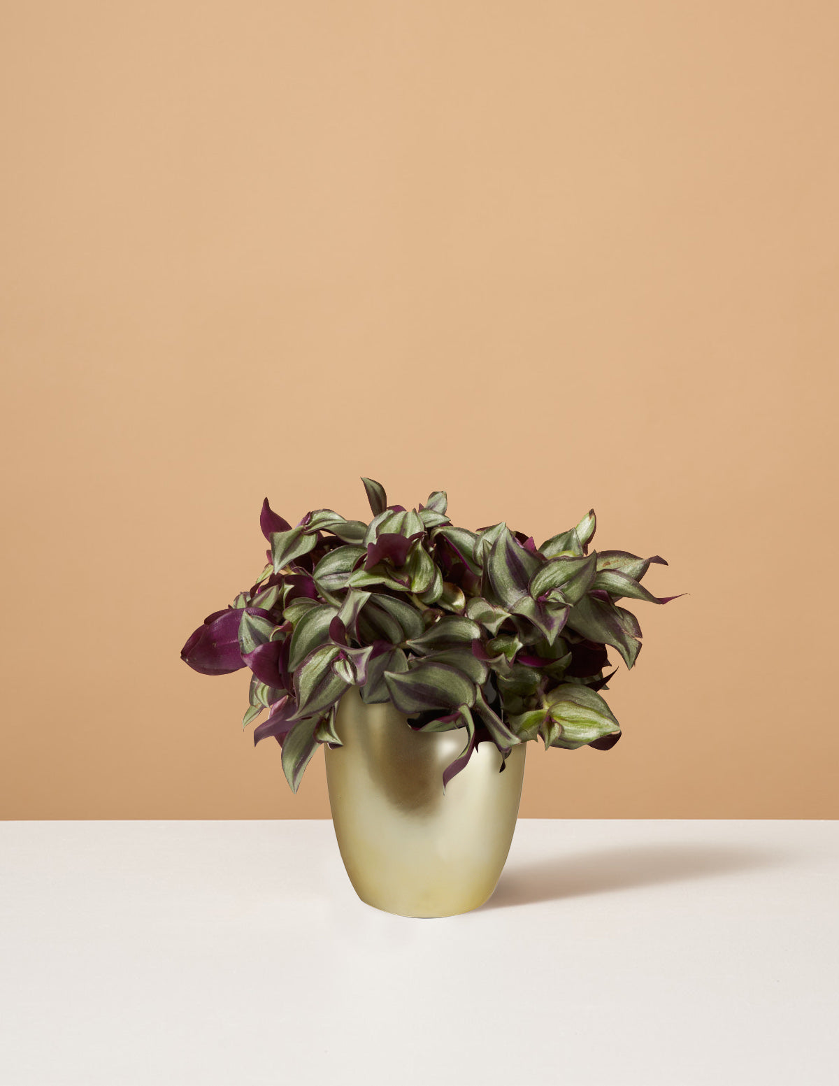 Tradescantia Zebrina