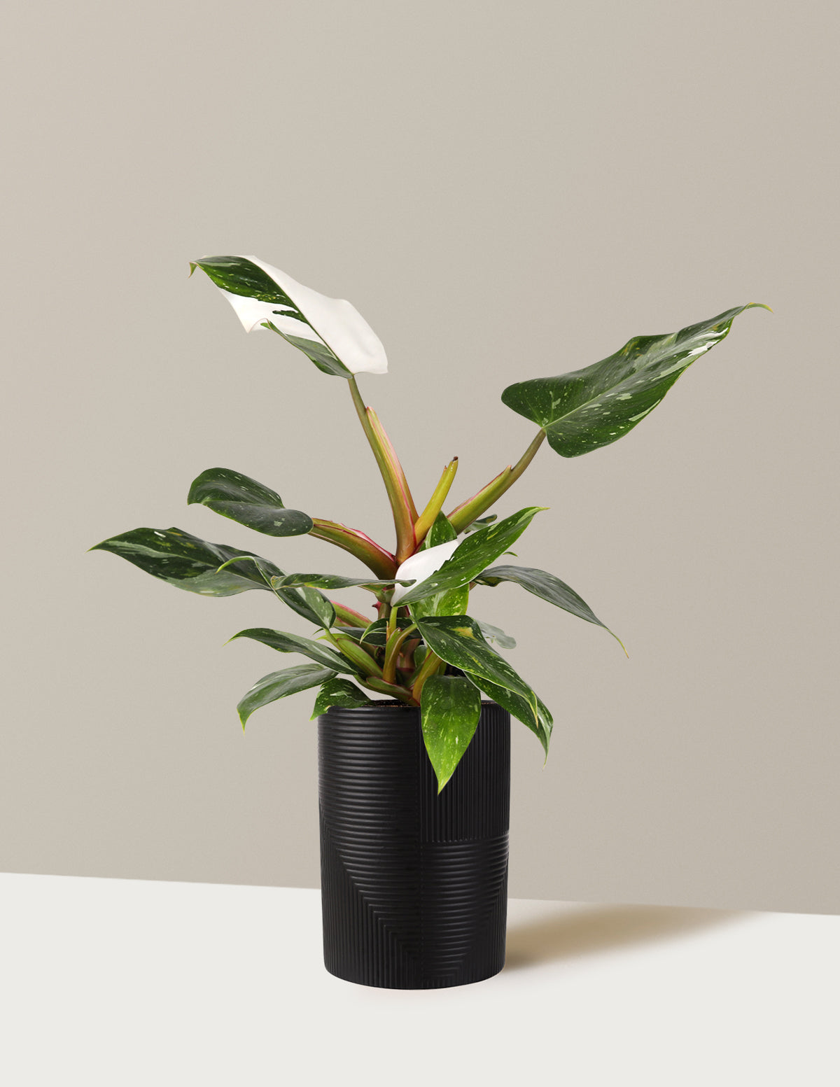 Philodendron White Princess
