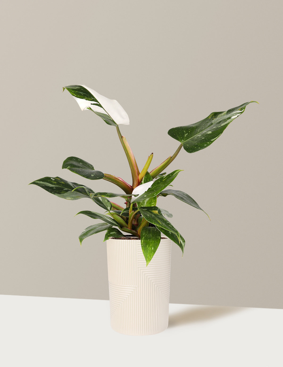 Philodendron White Princess