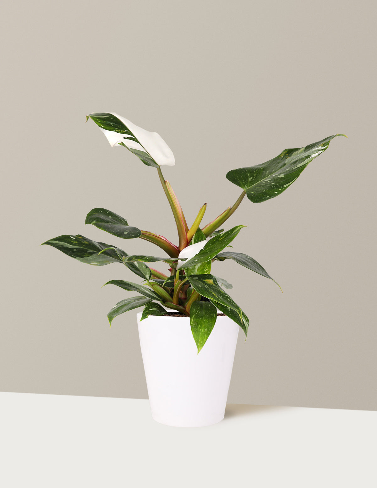 Philodendron White Princess
