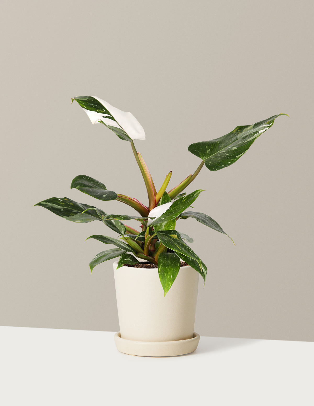 Philodendron White Princess