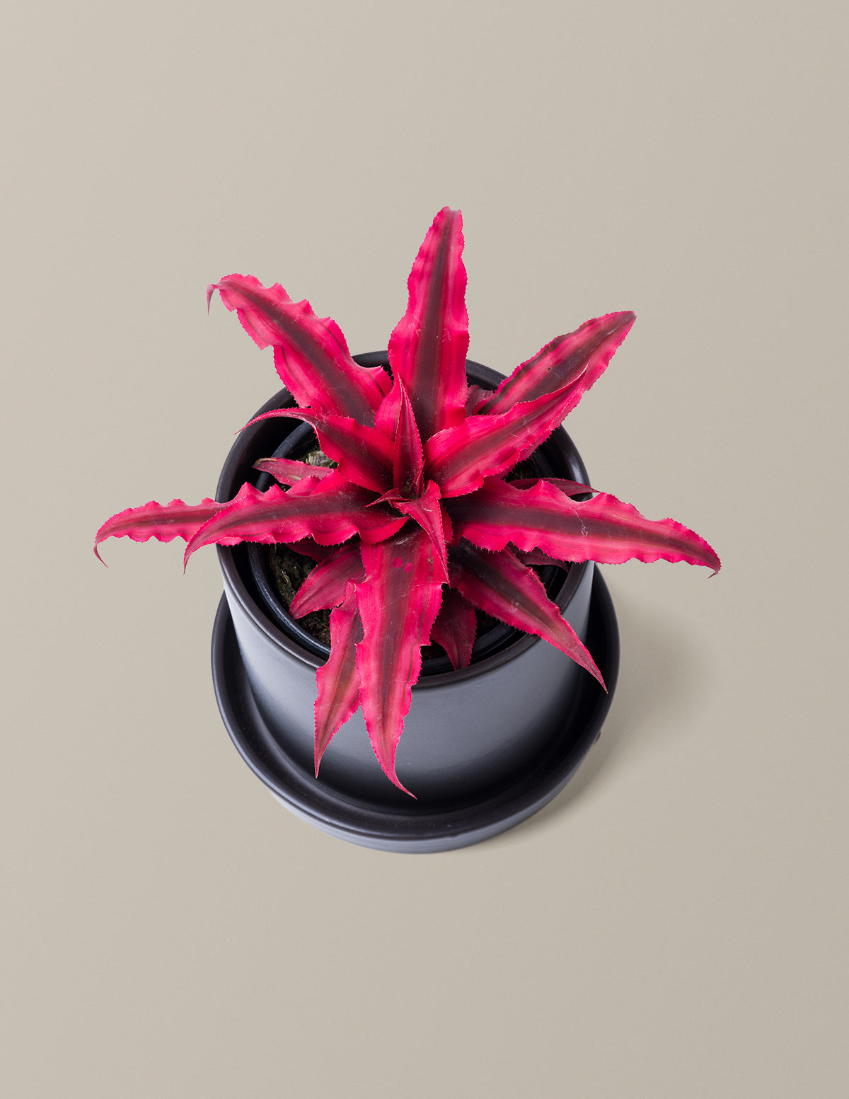Cryptanthus Ruby Star
