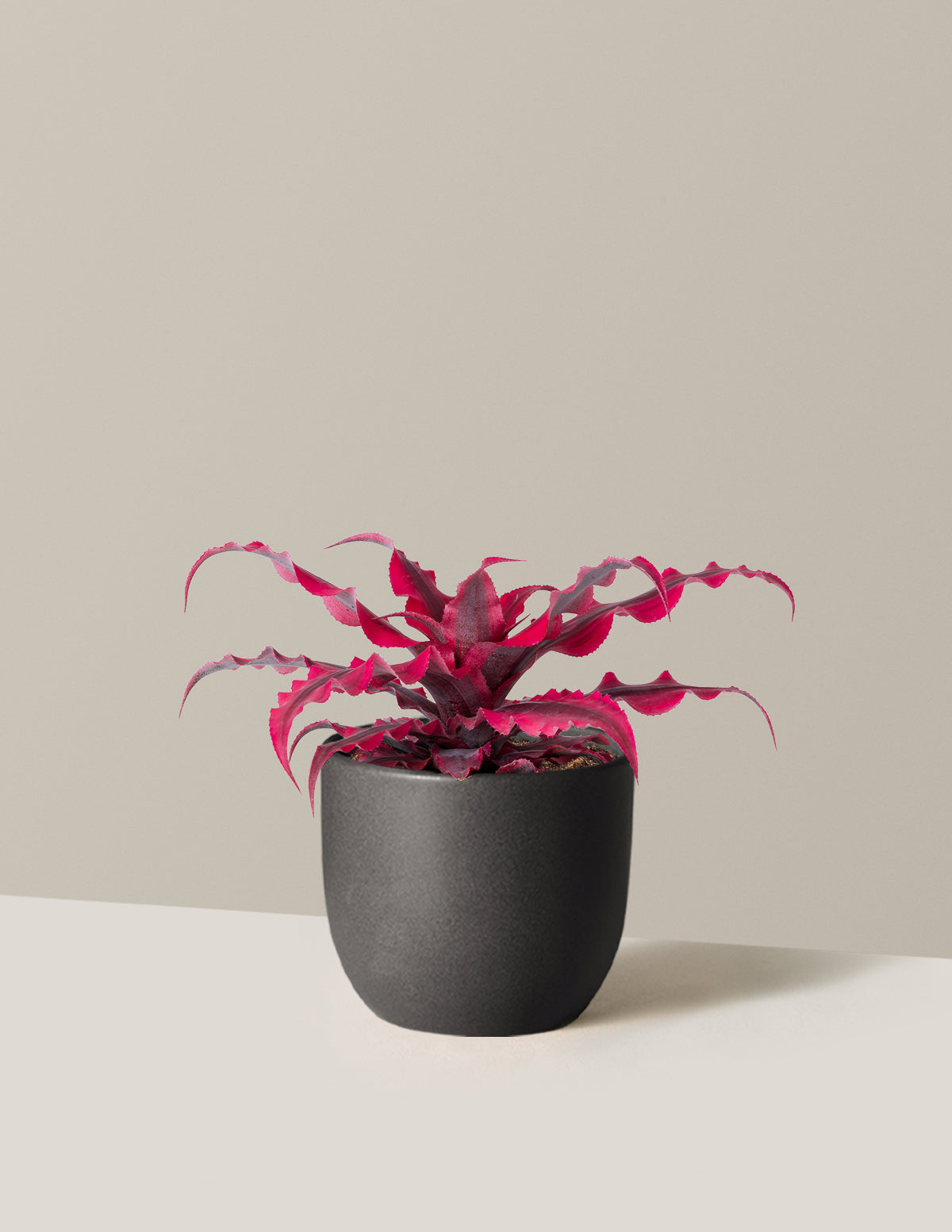 Cryptanthus Ruby Star