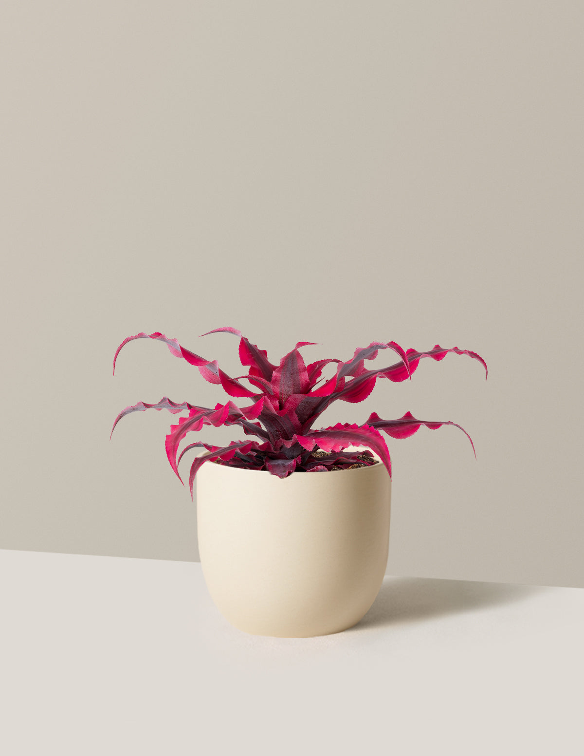 Cryptanthus Ruby Star