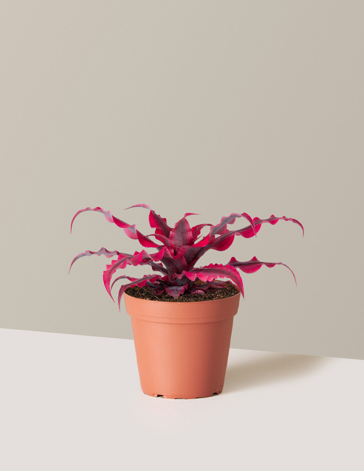 Cryptanthus Ruby Star