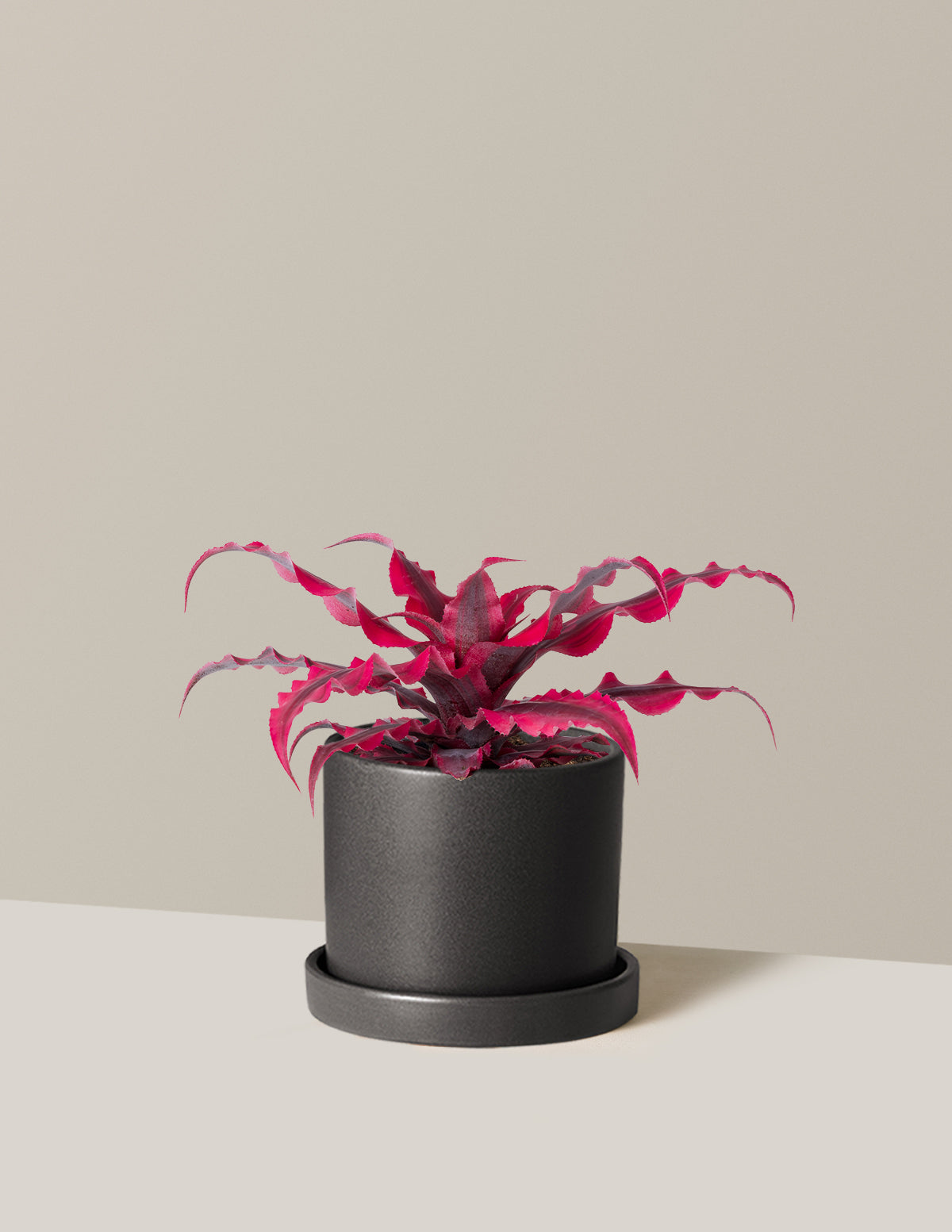 Cryptanthus Ruby Star