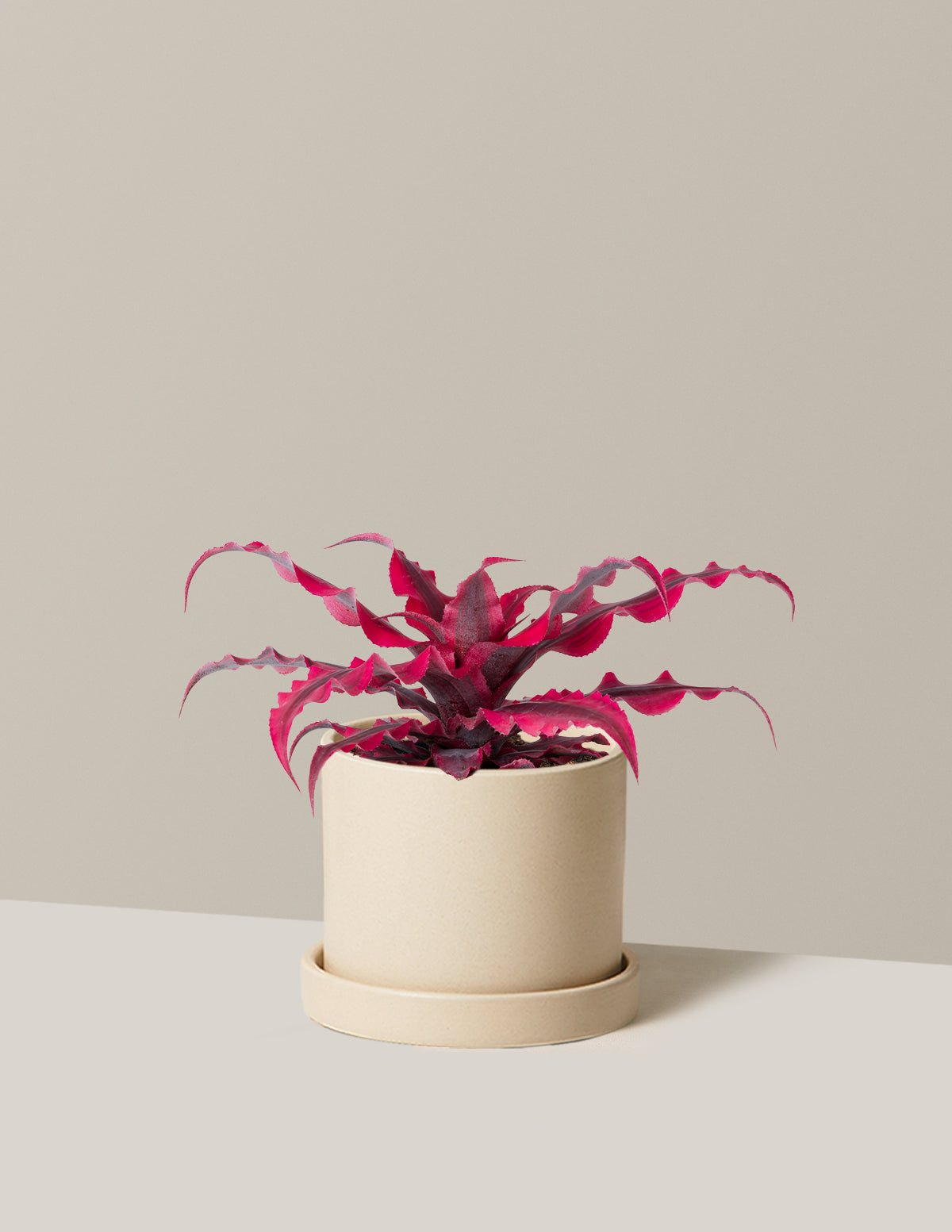 Cryptanthus Ruby Star