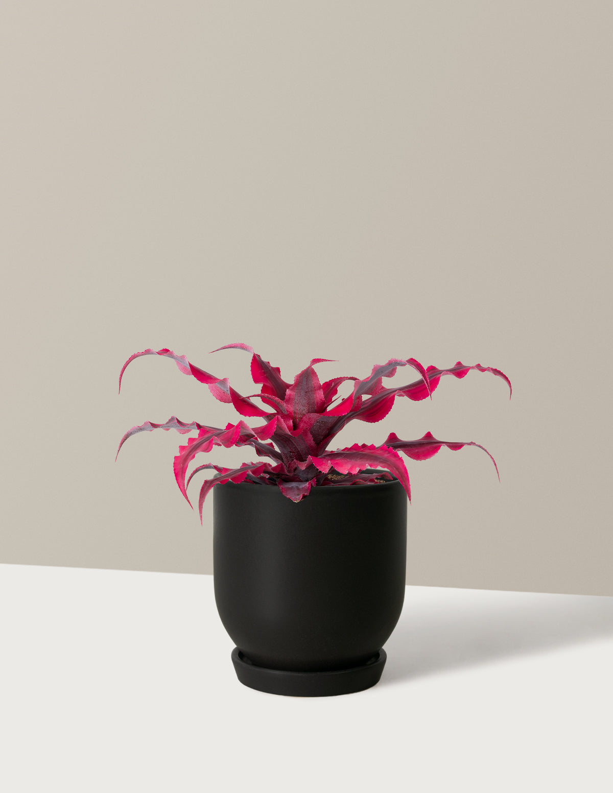 Cryptanthus Ruby Star