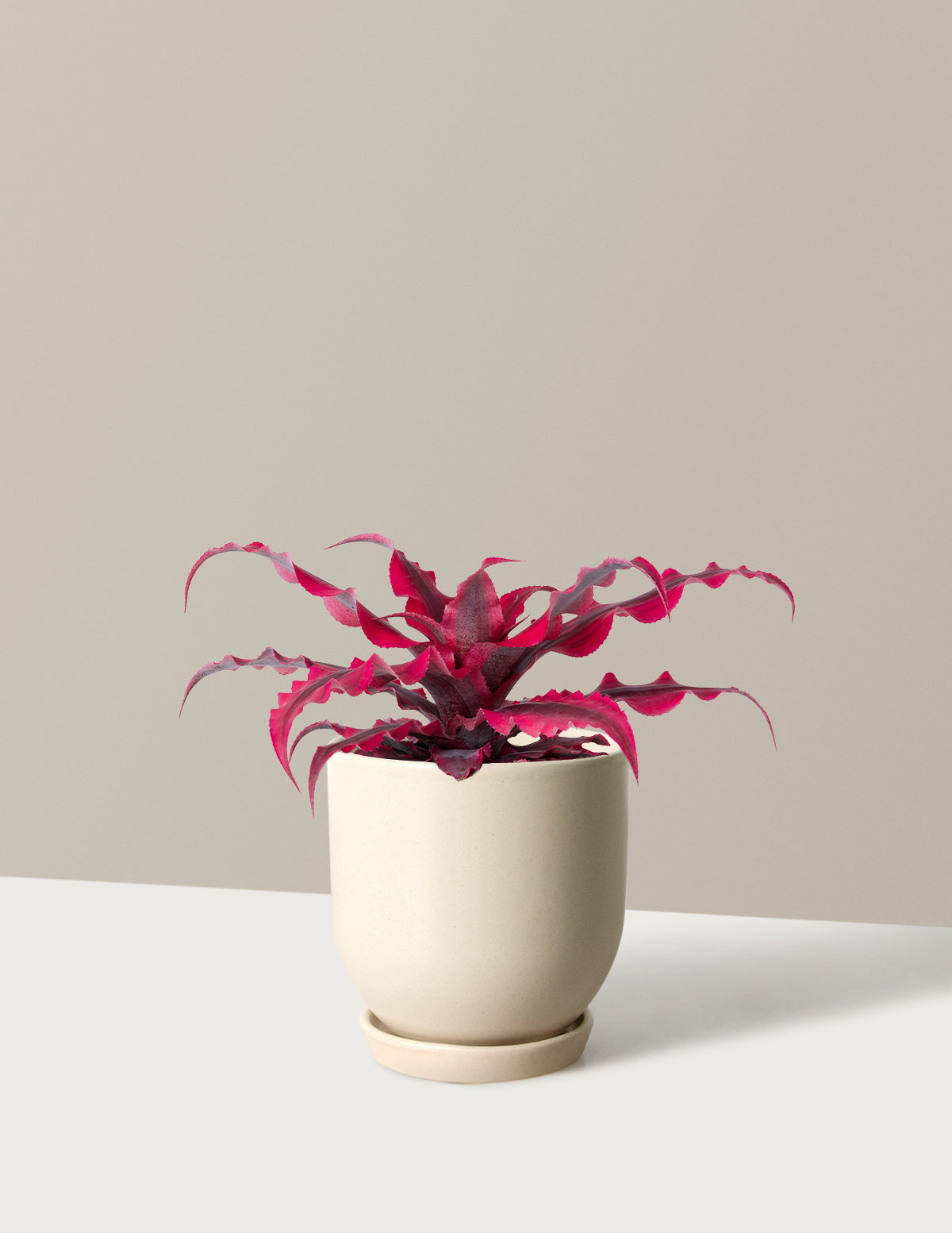 Cryptanthus Ruby Star