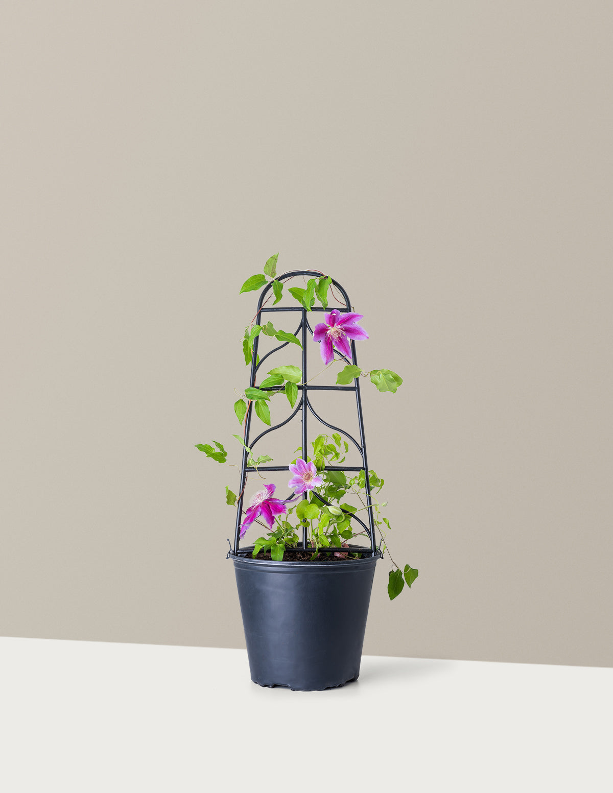Dr. Ruppel Clematis