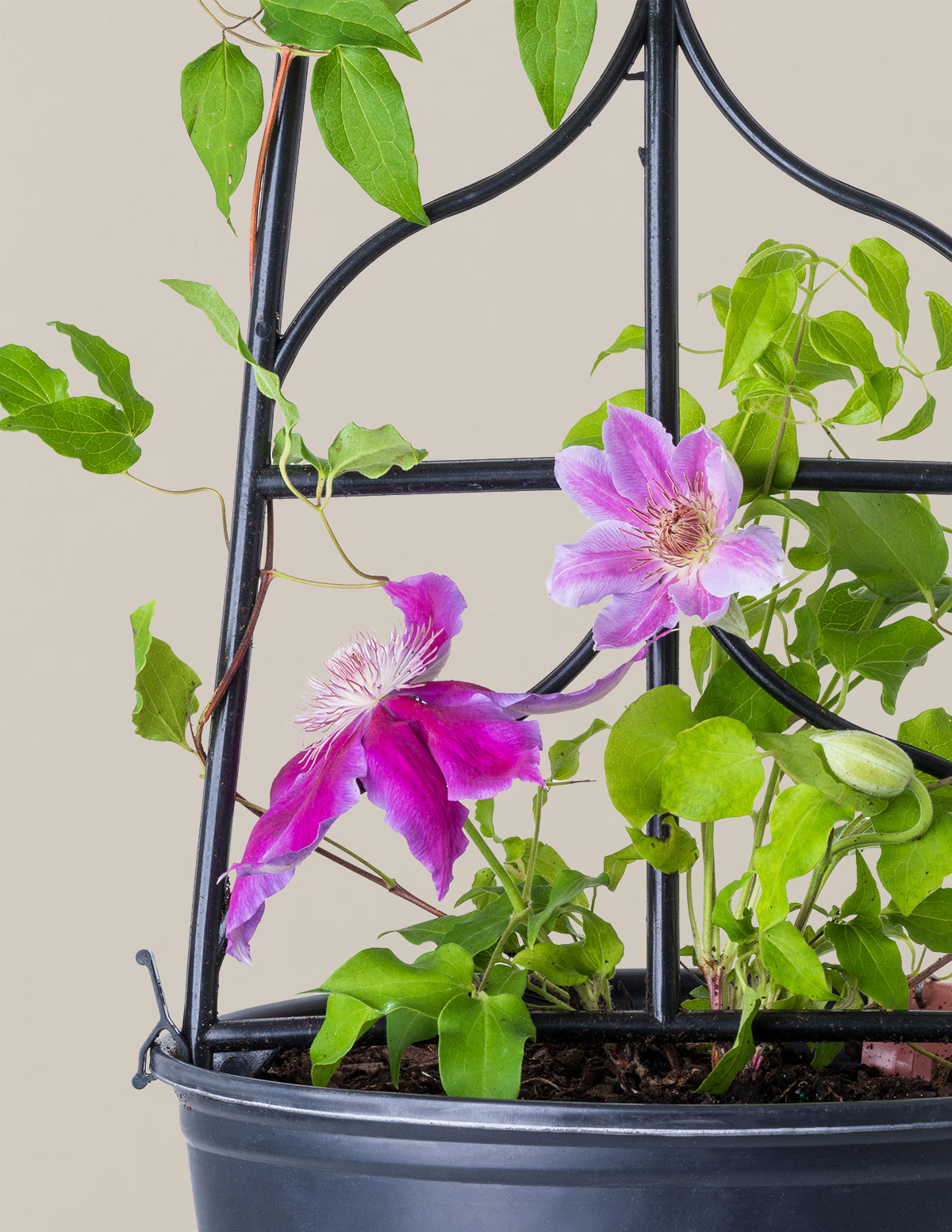 Dr. Ruppel Clematis