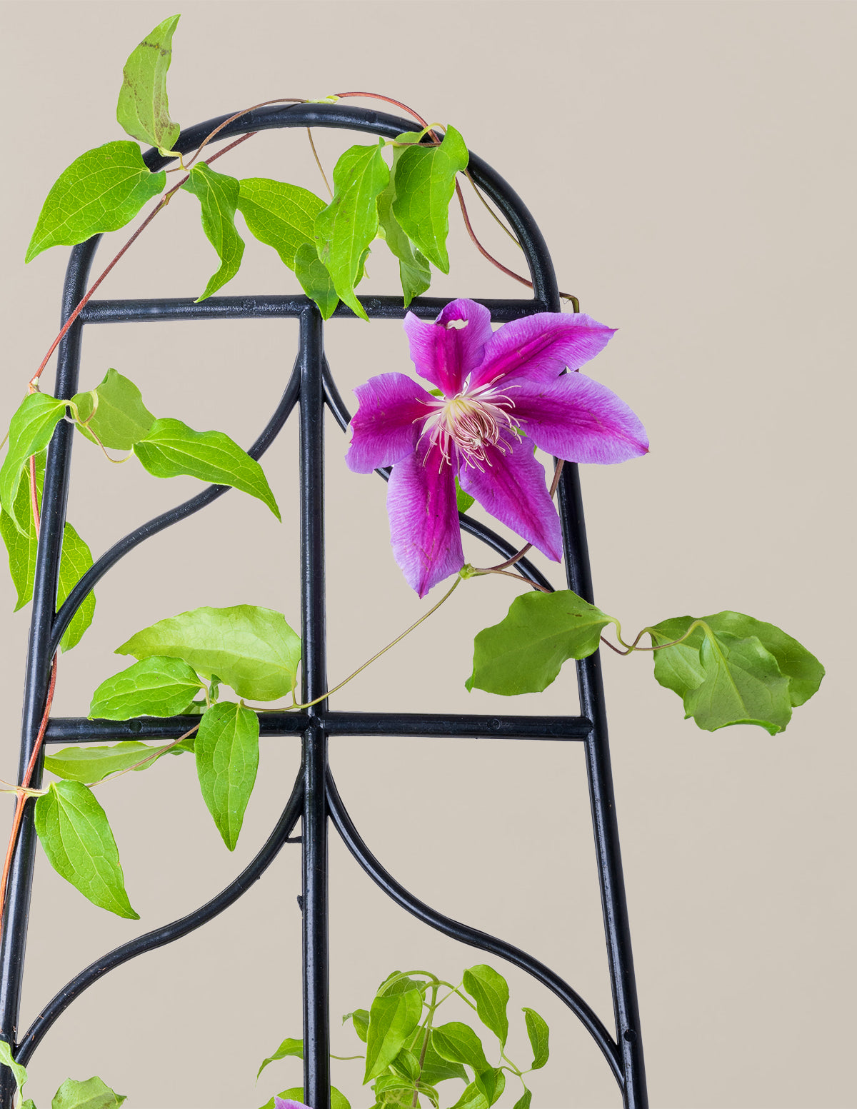Dr. Ruppel Clematis