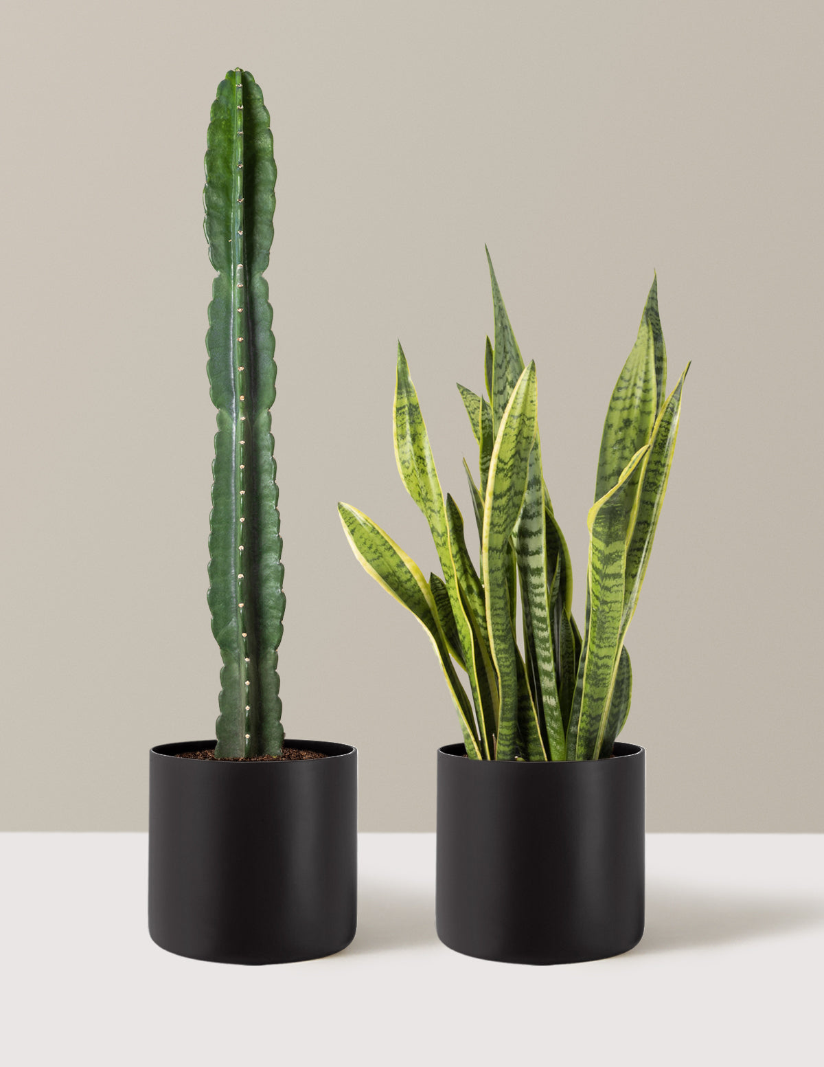 indoor plants free delivery Large Set & Forget Duo