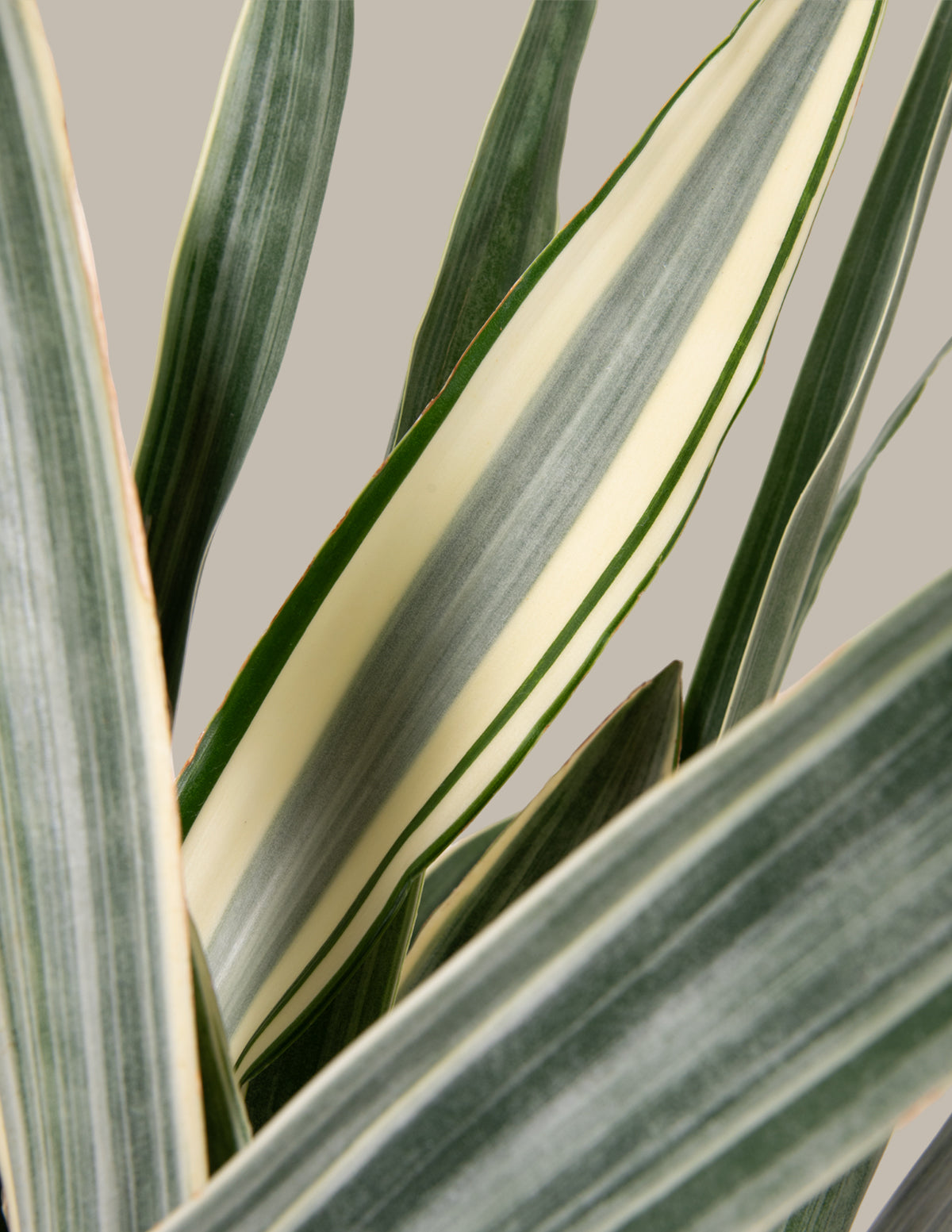 snake plant white stripes Large Snake Sayuri | Succulents & Houseplants for Delivery