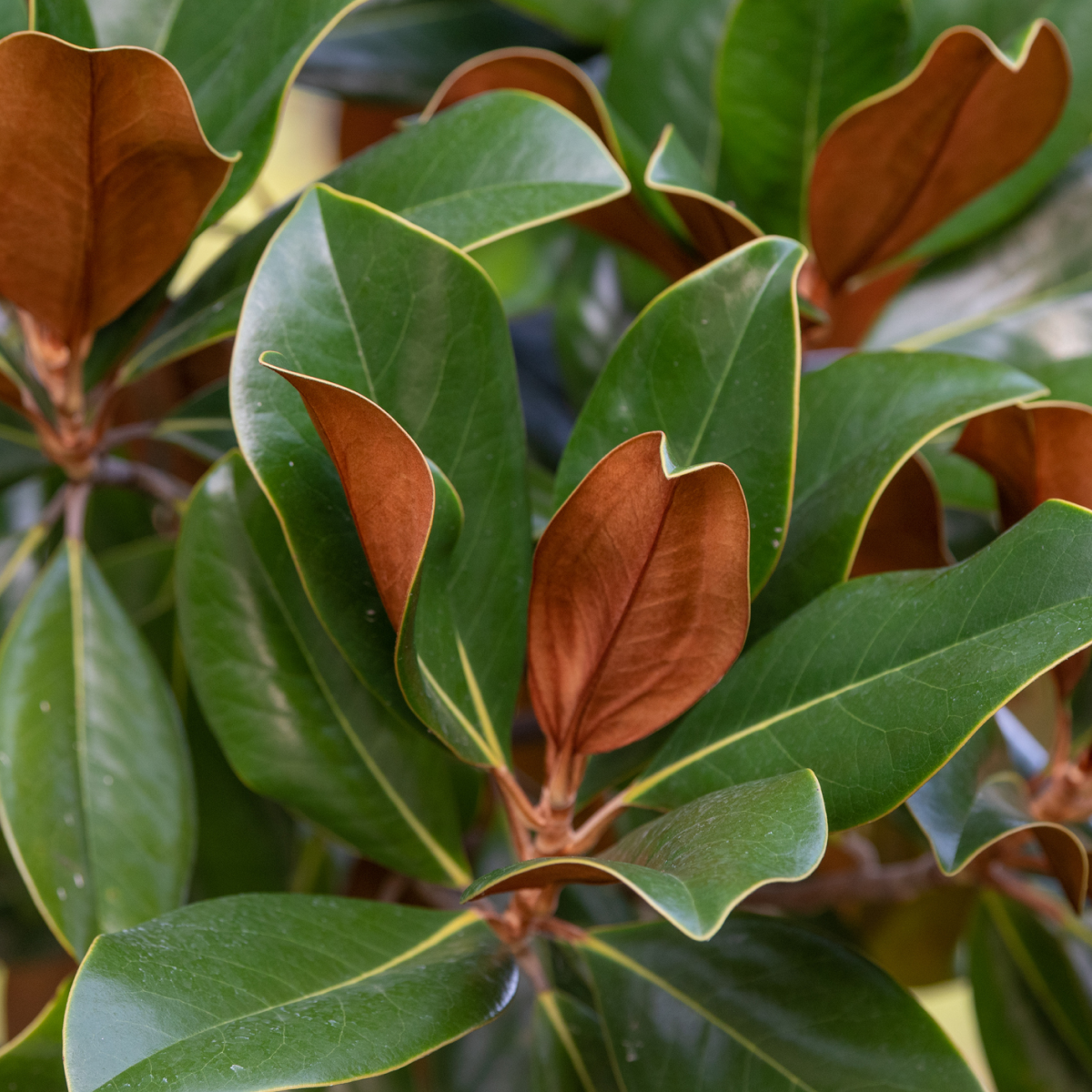 Teddy Bear® Southern Magnolia