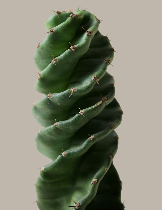 Spiral Cactus