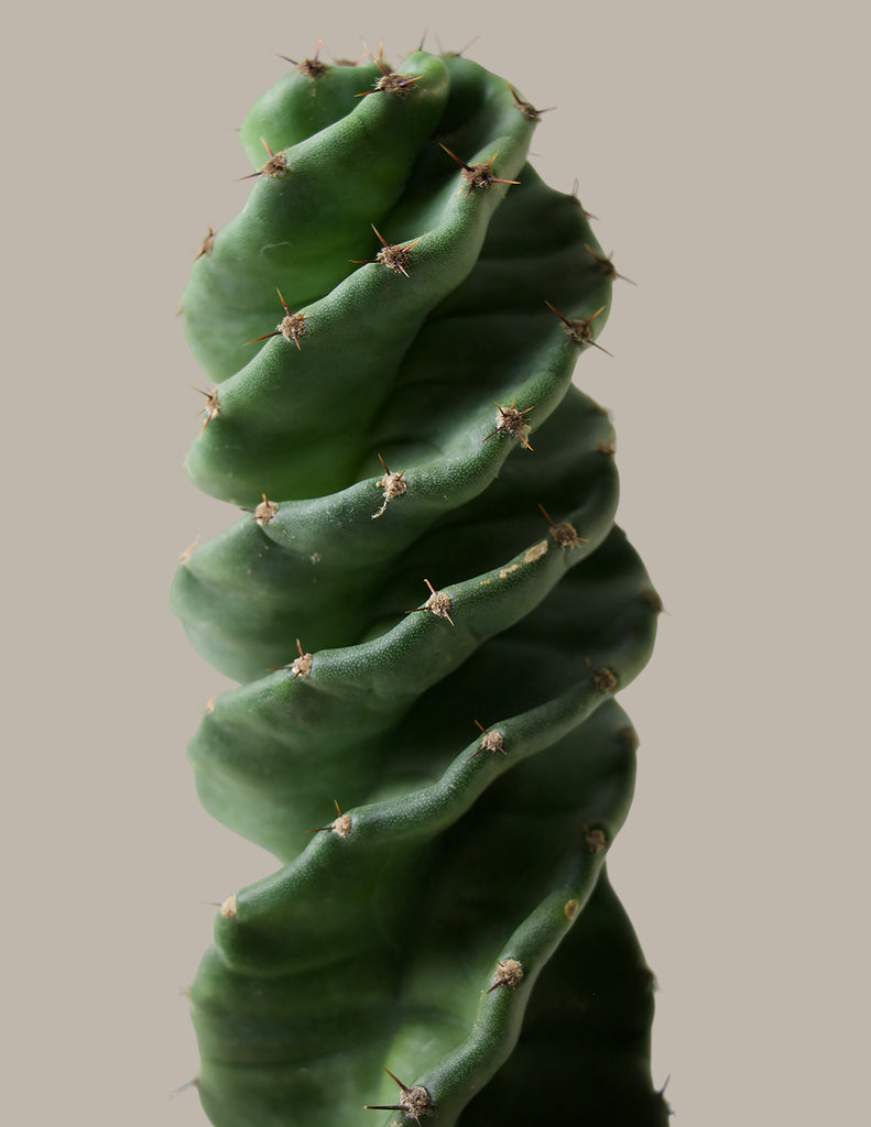 How to care for a Spiral Cactus