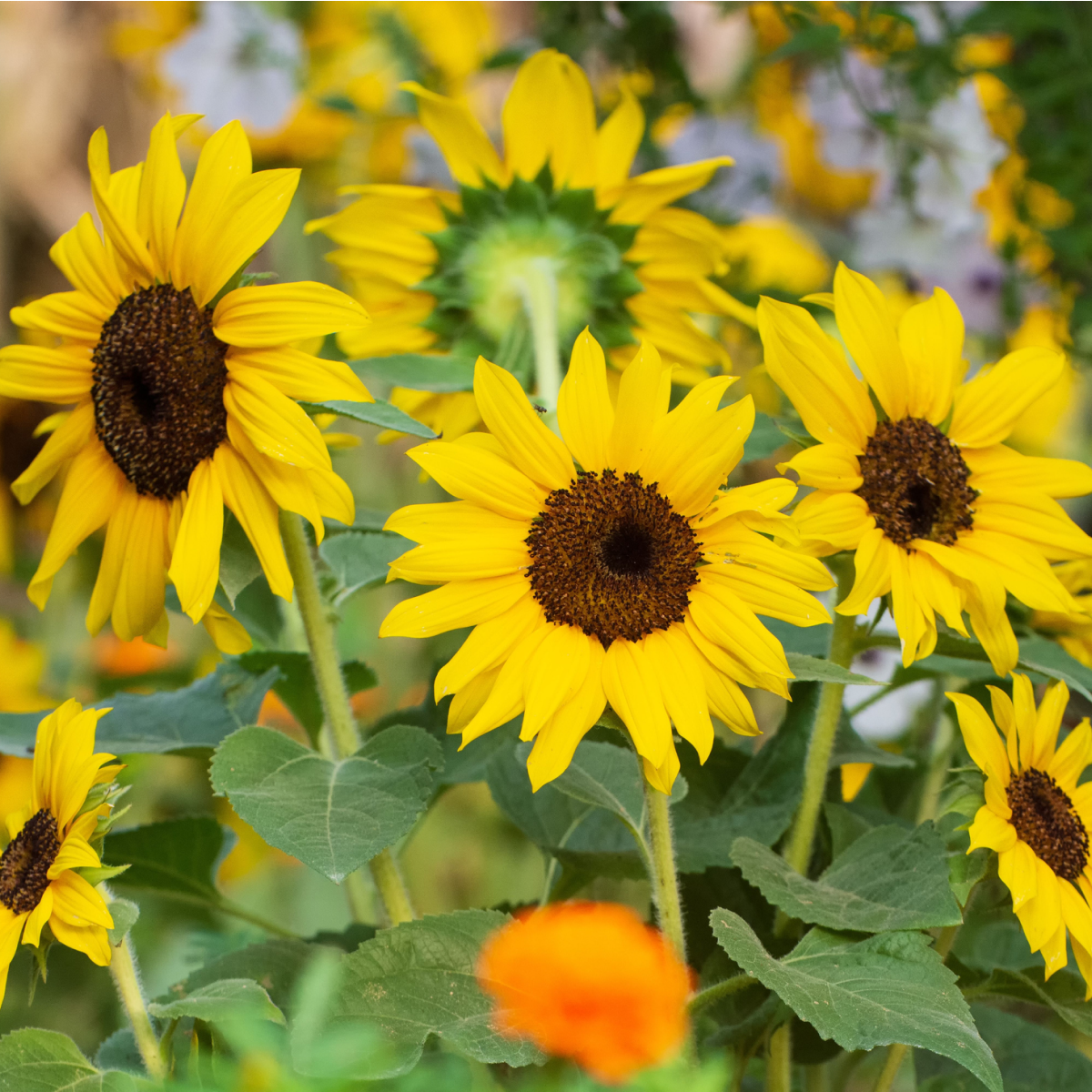 SunBelievable® Brown Eyed Girl Helianthus