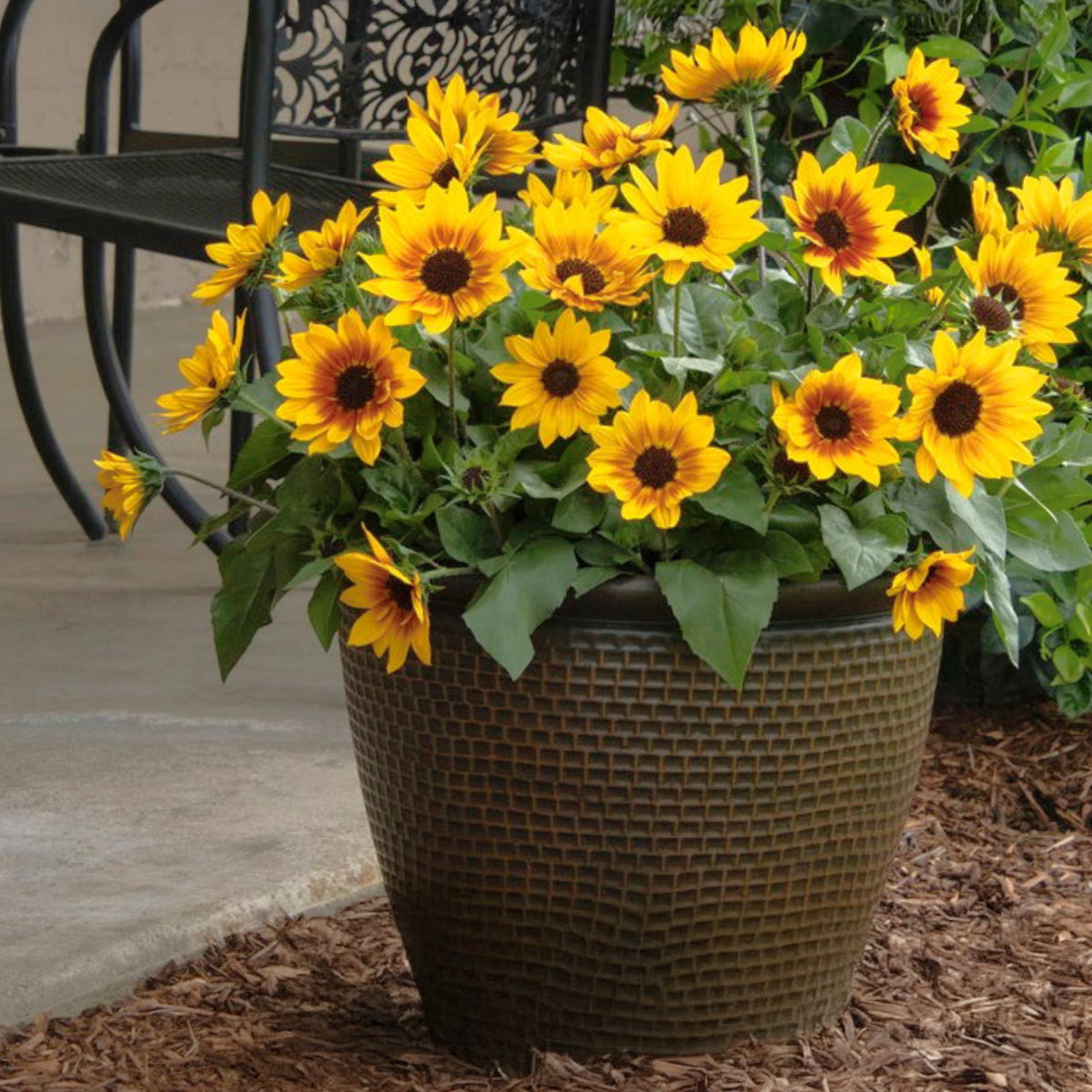 SunBelievable® Brown Eyed Girl Helianthus