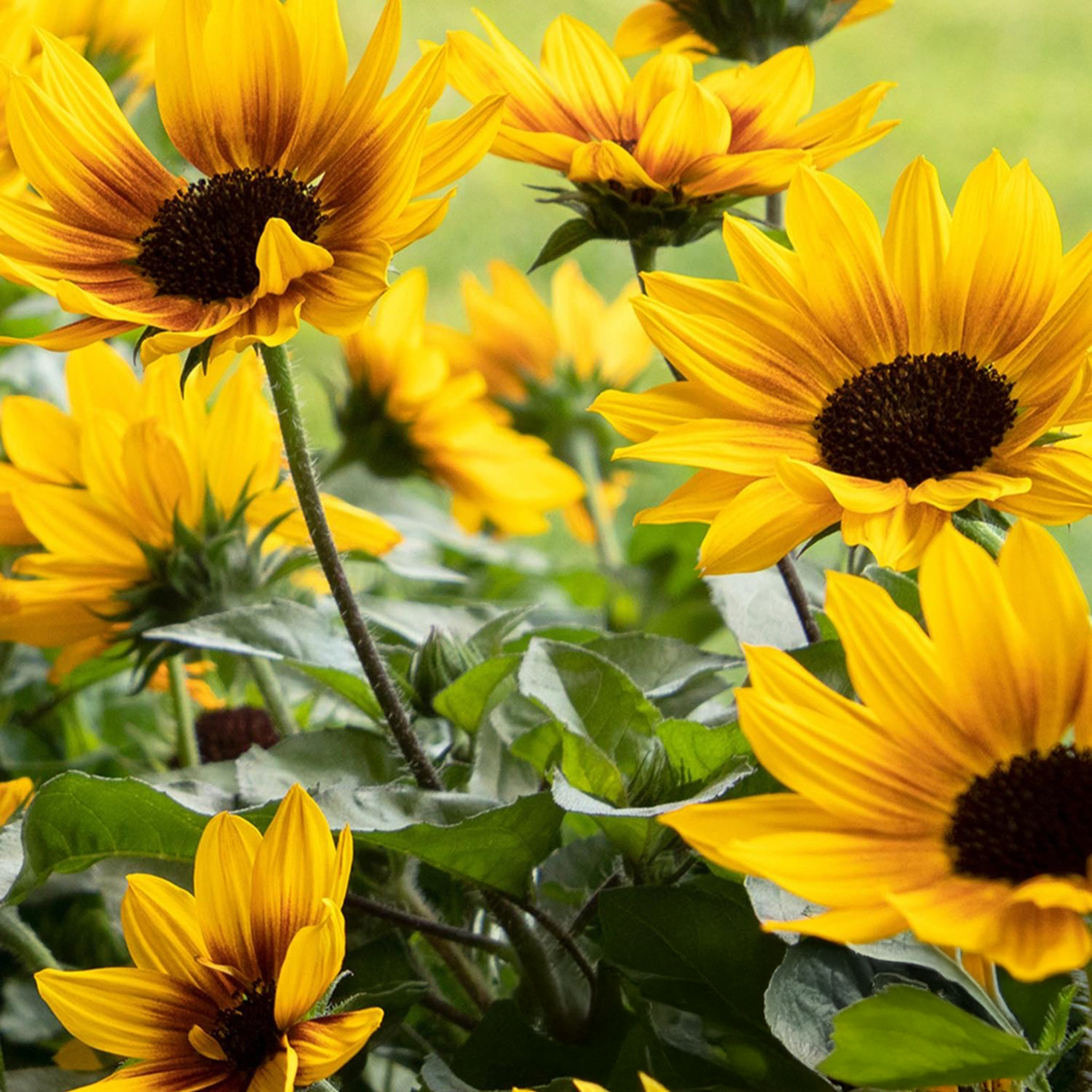 SunBelievable® Brown Eyed Girl Helianthus