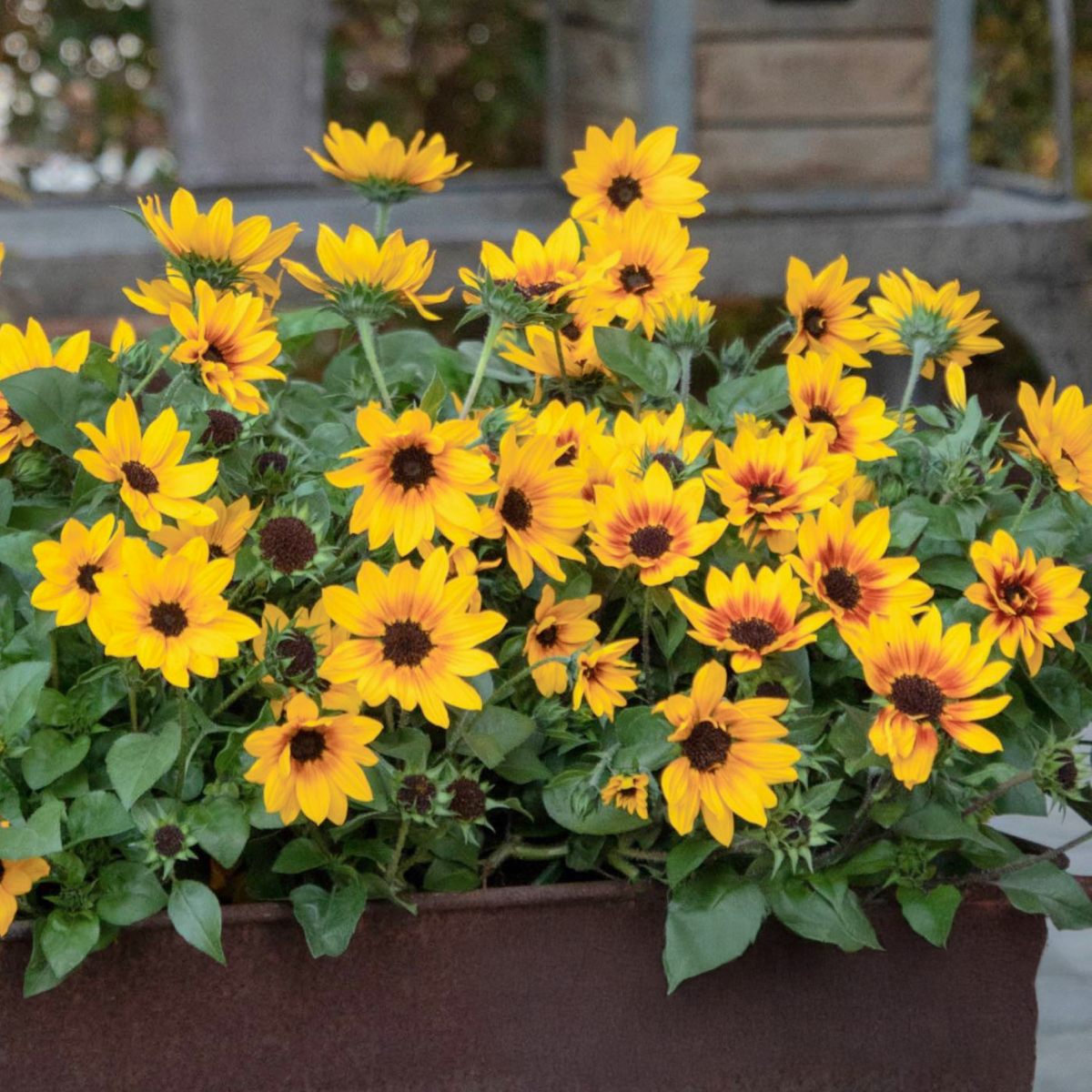 SunBelievable® Brown Eyed Girl Helianthus