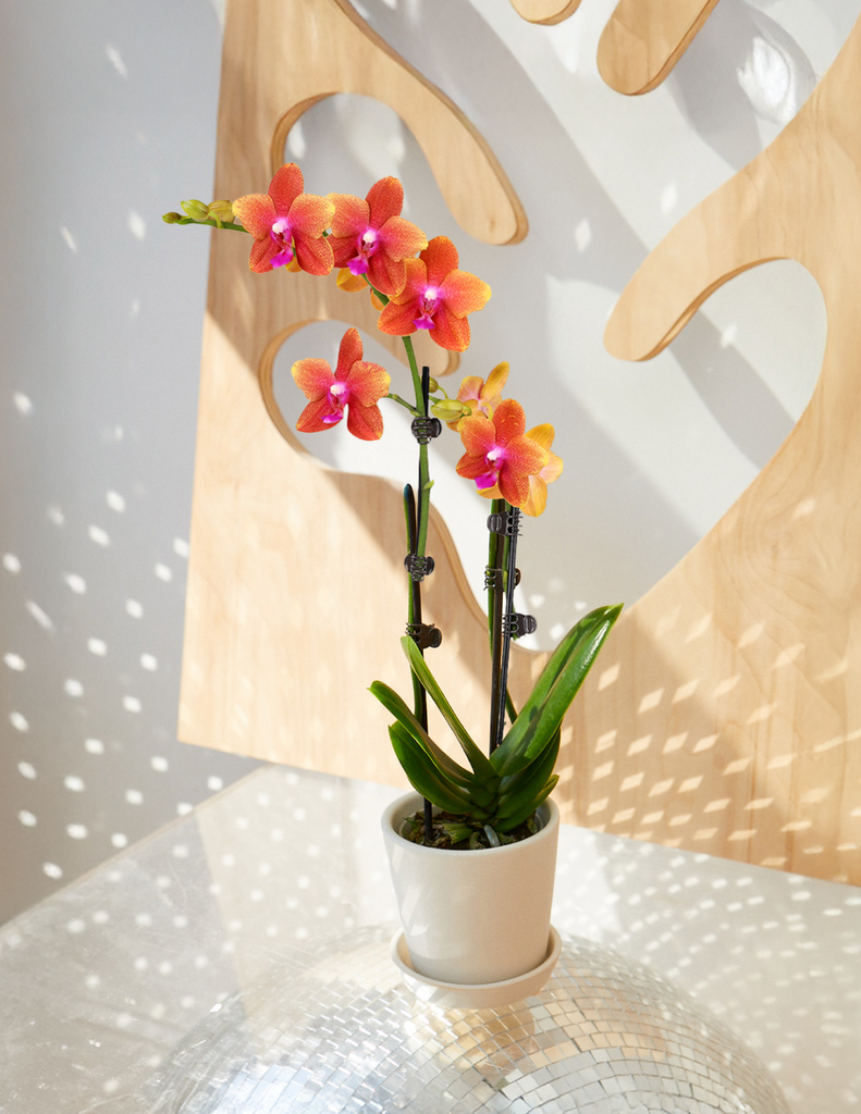 How to care for a Sunrise Orchid
