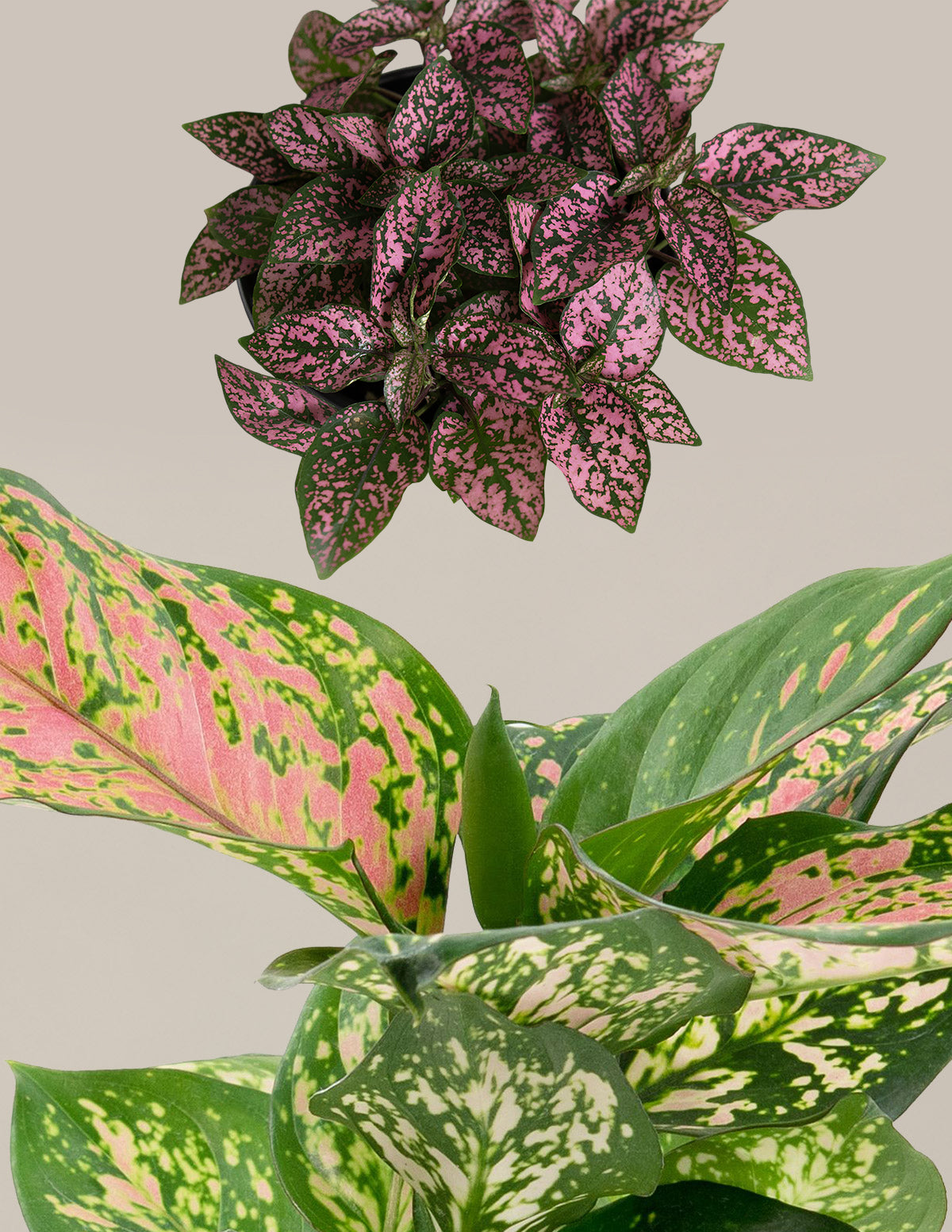 pink green indoor plant Touch of Pink Duo