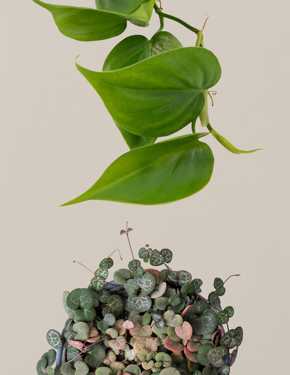 indoor trailing plant with heart shaped leaves Trailing Hearts Duo
