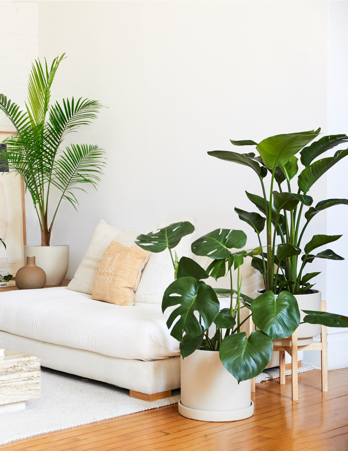 large tropical plants for indoors Tropical Trio Houseplants with Planter - Large (24-36" tall) Black Planters