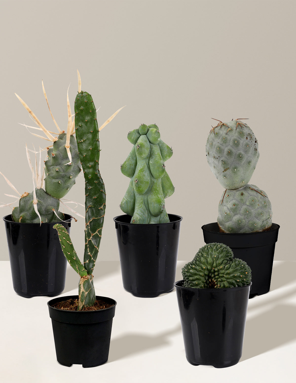 rare succulents and cacti Mini Rare Cactus Bundle