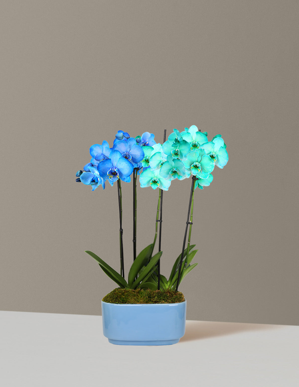 Large Double Bi-Color Orchid