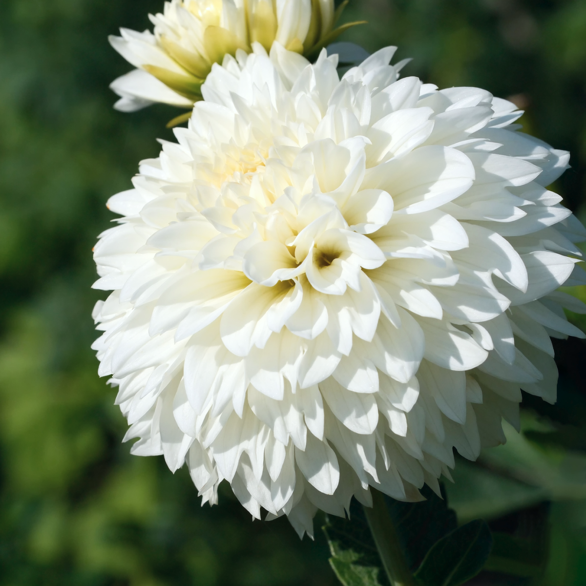 Wittem Dahlia Bulbs
