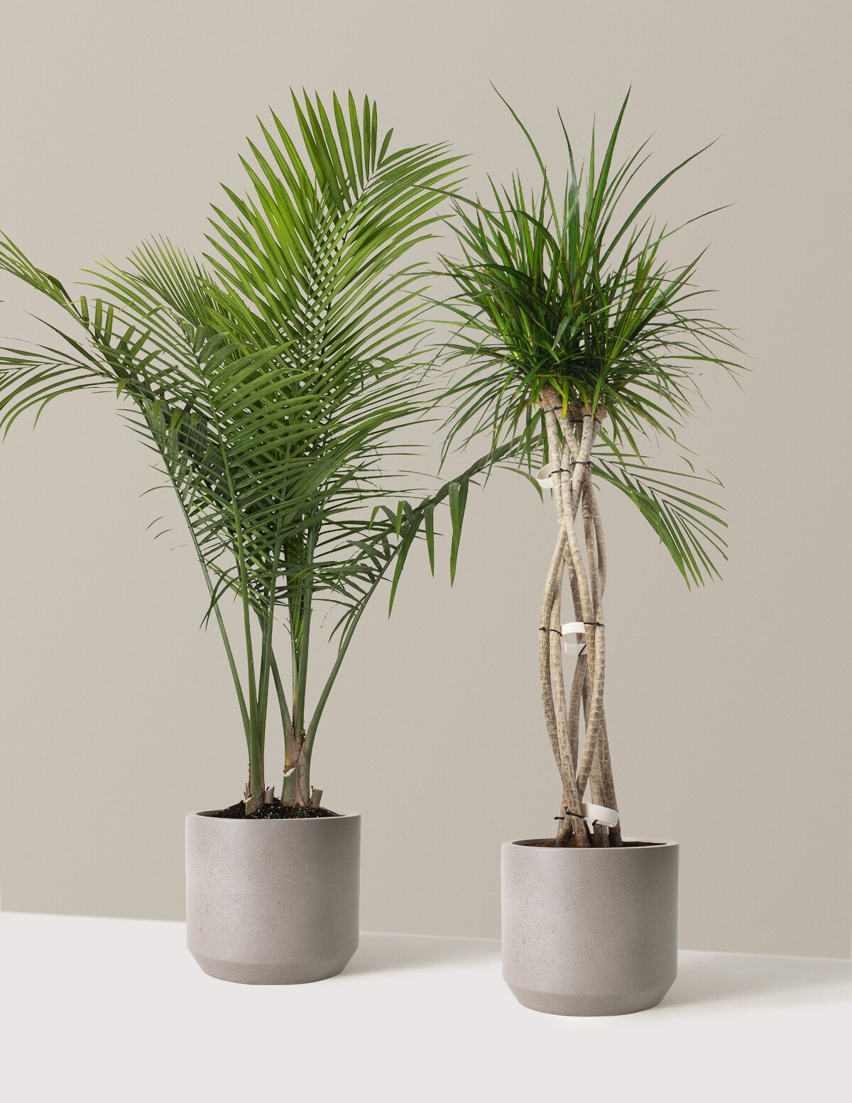 Luxe Grove Duo