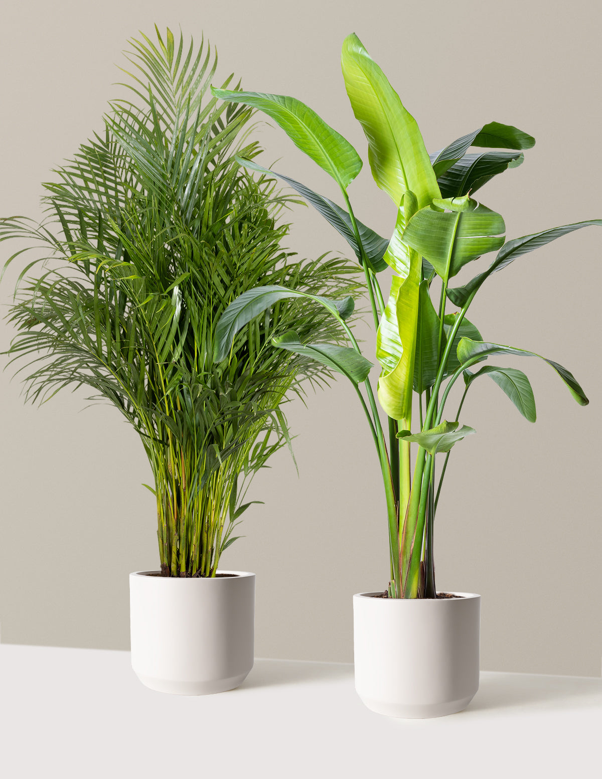indoor plants near me open now Paradise Pair