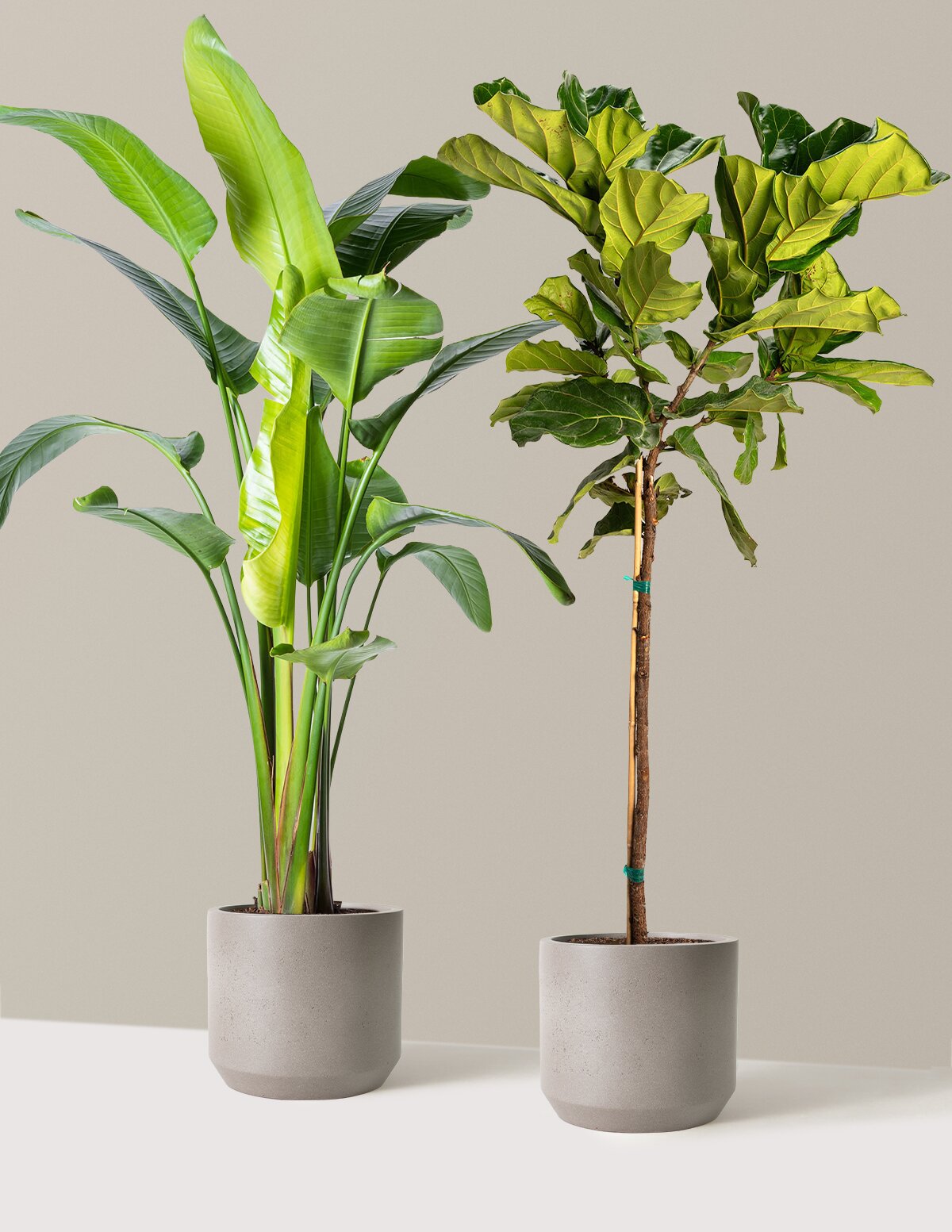 tall indoor plants artificial Top Seller Bundle | Shop Indoor Houseplants & Gifts