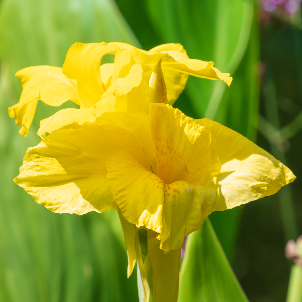 Yellow Futurity Canna Lily Bulbs