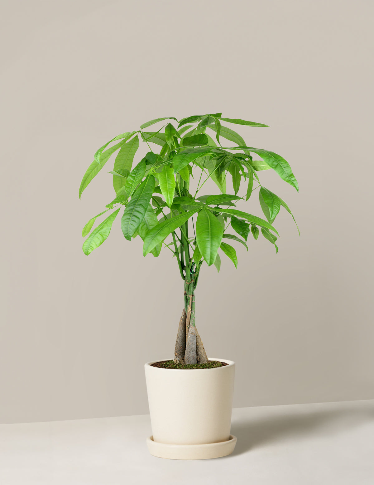 Money Tree Plant