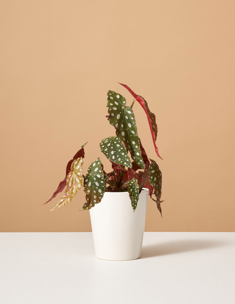 How to care for a Angel Wings Begonia