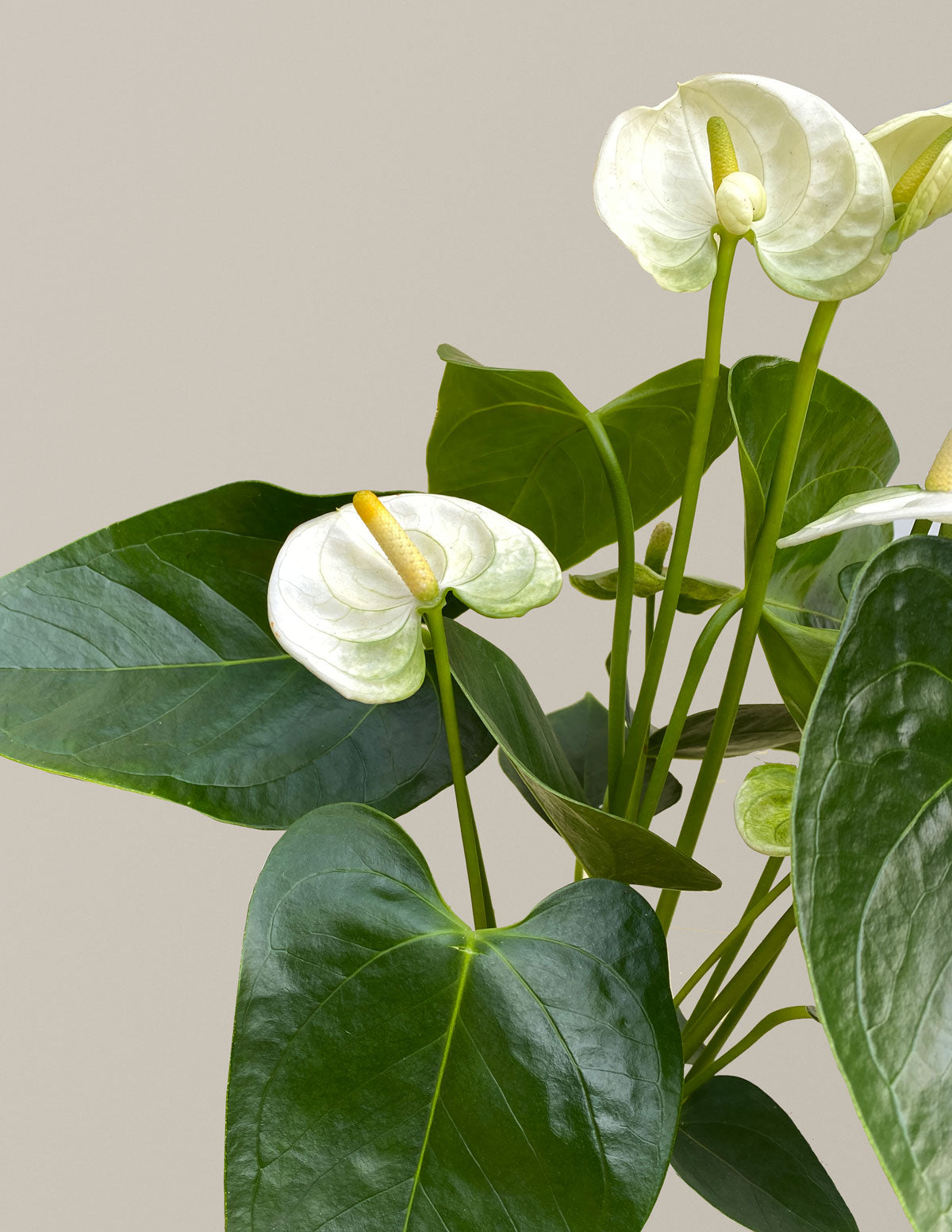 White Anthurium Party Pack