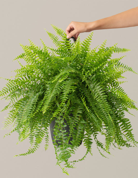 Large Boston Fern Hanging Basket