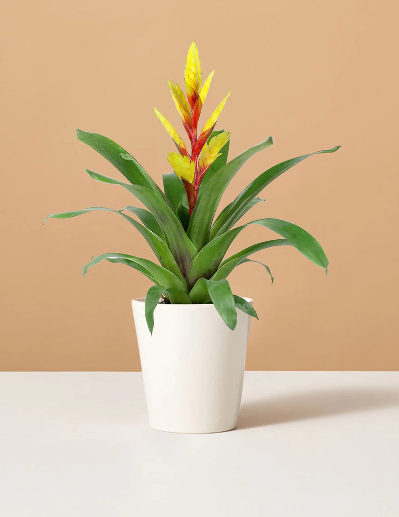 How to care for a Bromeliad Vriesea Evita Yellow