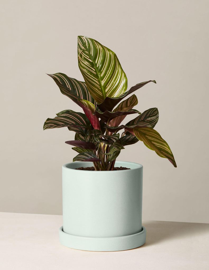 How to care for a Calathea Pinstripe