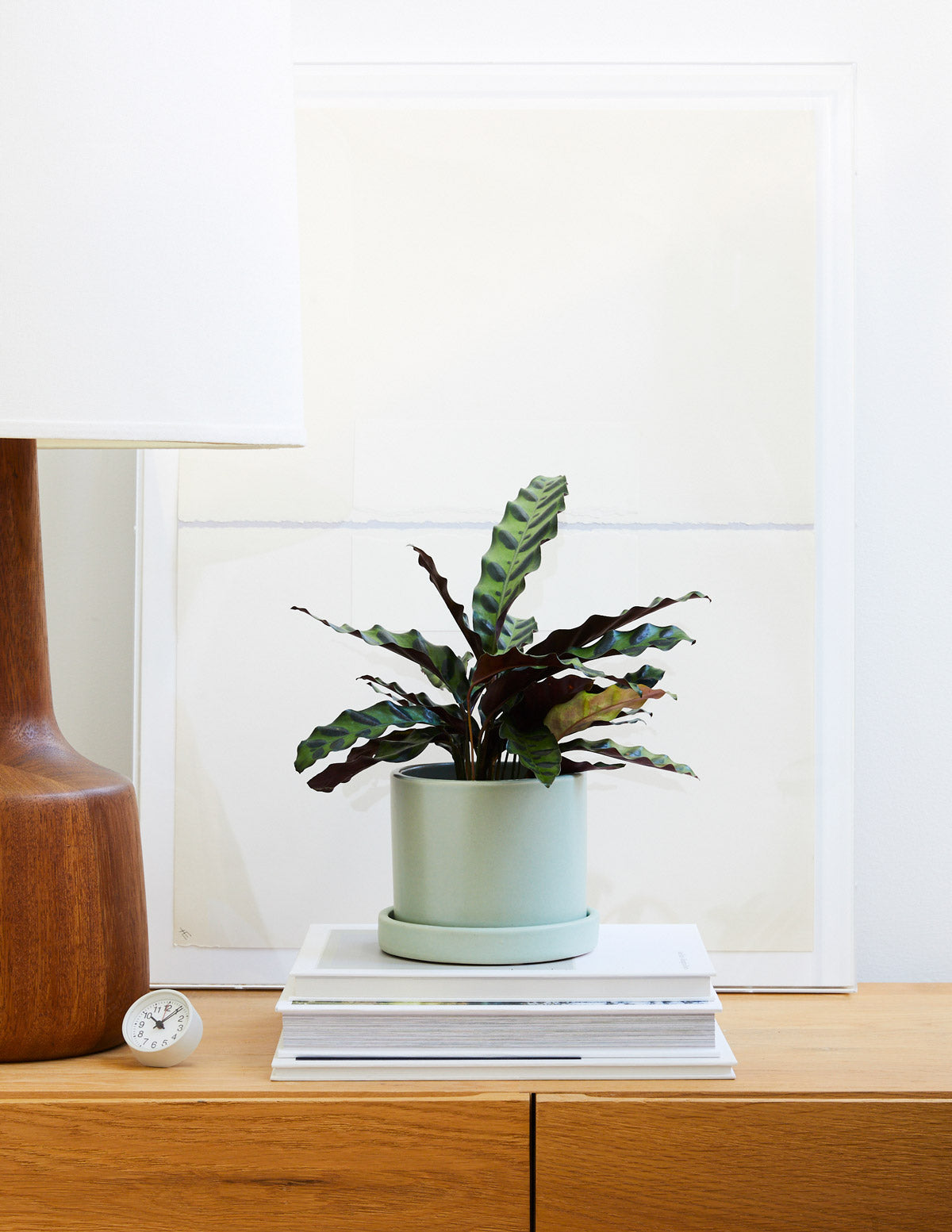 Calathea Rattlesnake