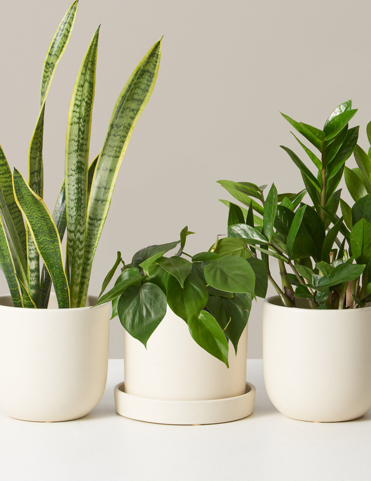 Plant Of The Month Club