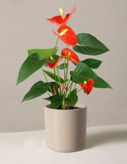 Coral Anthurium