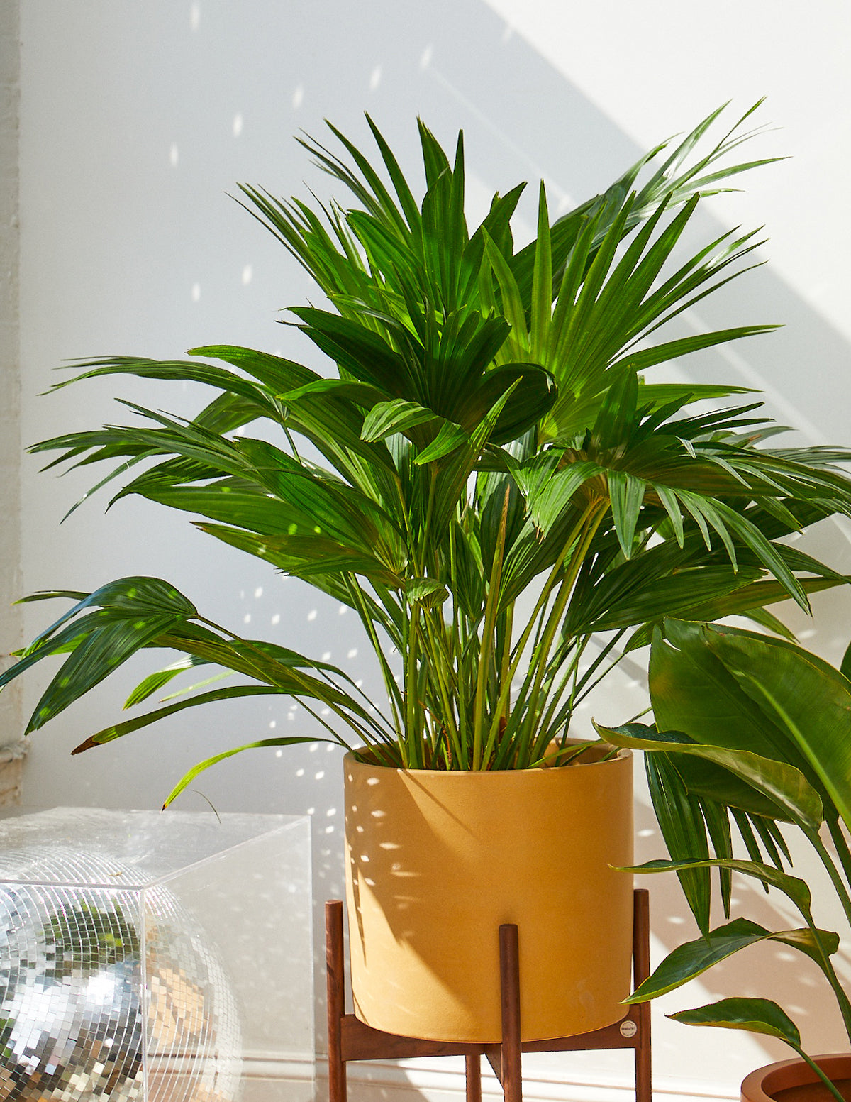 Chinese Fan Palm | Tropical Indoor Plants & Houseplants for Delivery